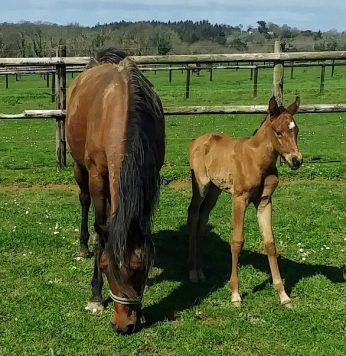 une nourrice et son poulain d'adoption