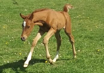 poulinage réussi. un jeune poulain déjà dans le pré
