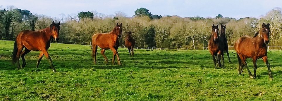 adoption poulain. les nourrices dans le paddock